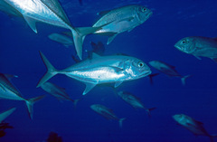 Caranx sexfasciatus