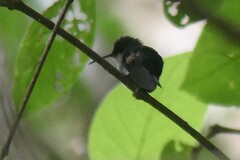 Chlorostilbon assimilis