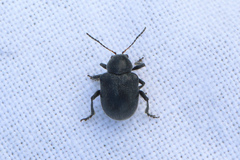 Bromius obscurus
