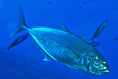 Craterognathus plagiotaenia