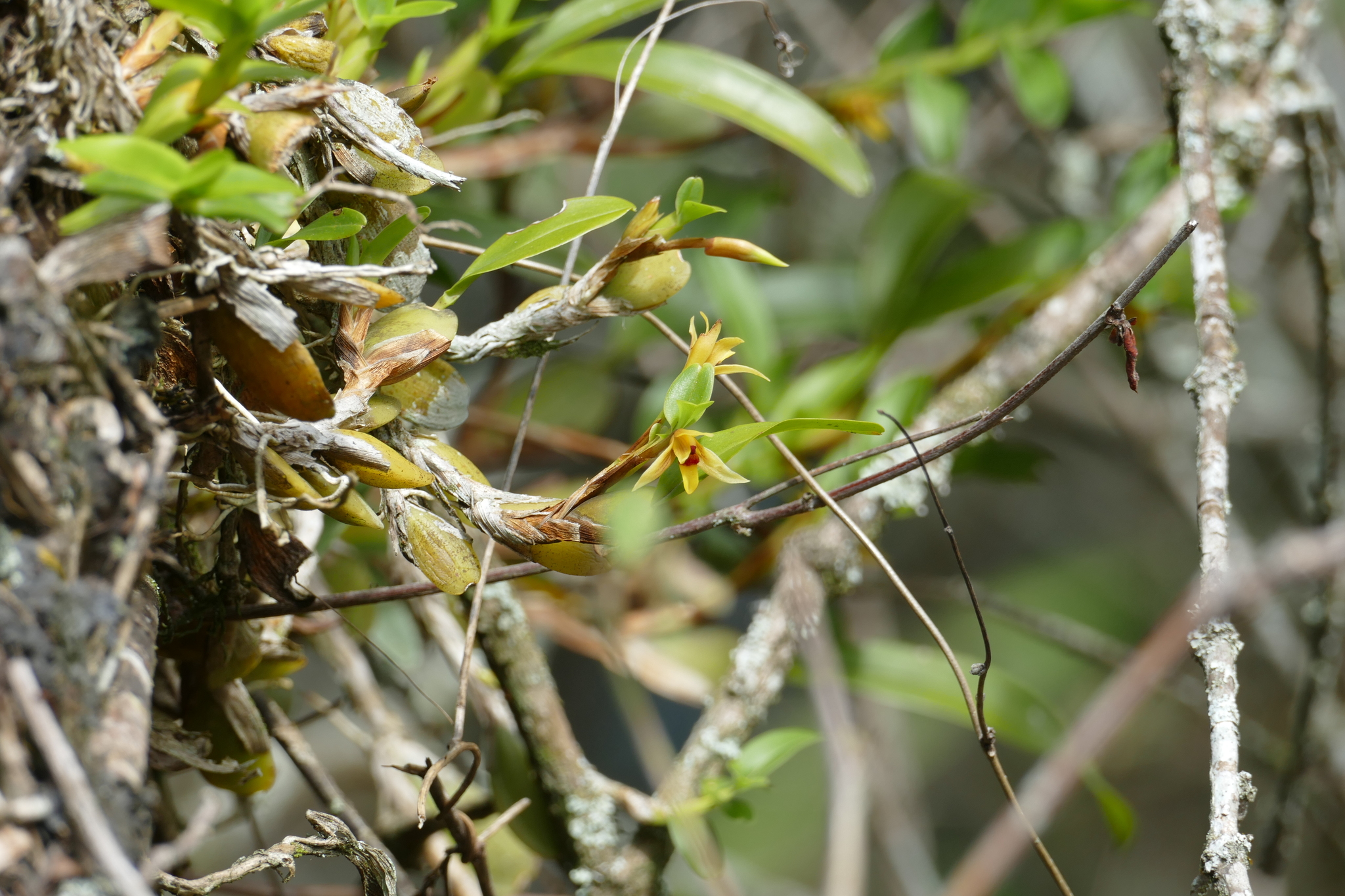 Maxillaria estradae image