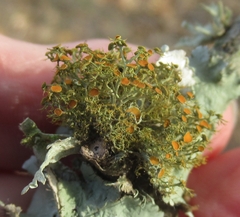 Teloschistes exilis