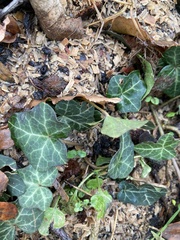 Hedera helix
