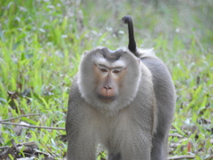 Macaca leonina