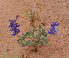 Lupinus pusillus