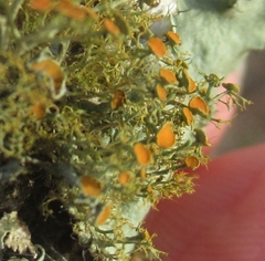 Teloschistes exilis