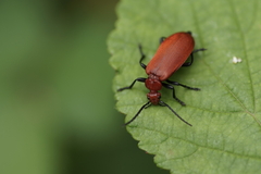 Pyrochroa serraticornis