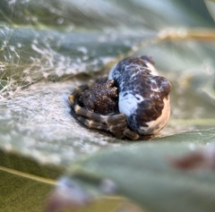 Mastophora cornigera