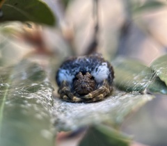 Mastophora cornigera