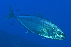 Craterognathus plagiotaenia