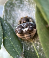 Mastophora cornigera