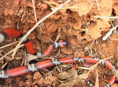 Oxyrhopus guibei