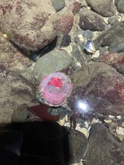 Urticina clandestina