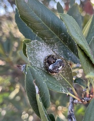 Mastophora cornigera