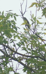 Coccyzus erythropthalmus
