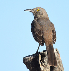Toxostoma cinereum