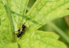 Conocephalus nigropleurum