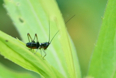 Conocephalus nigropleurum
