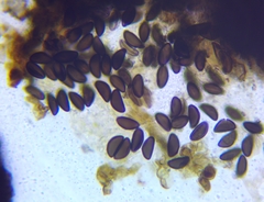 Annulohypoxylon annulatum