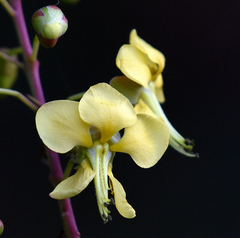 Erythrostemon pannosus
