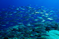 Decapterus maruadsi