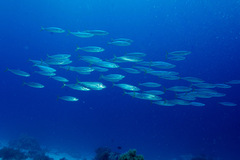 Decapterus maruadsi