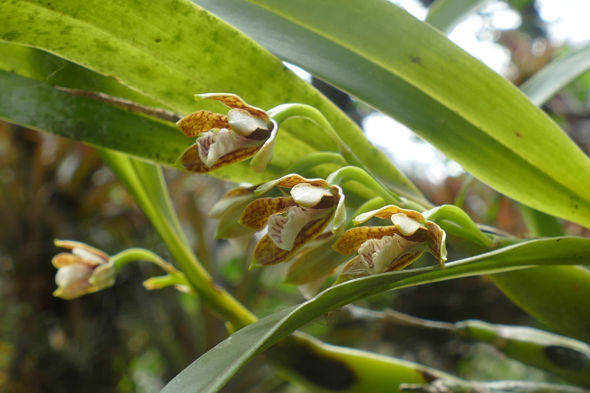 Prosthechea livida image