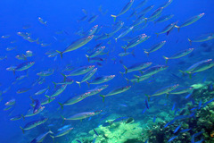 Decapterus maruadsi