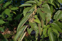 Guazuma ulmifolia