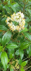 Miconia crocea