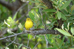 Setophaga petechia eoa