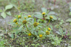 Bidens radiata