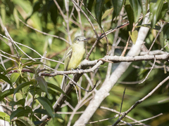 Tolmomyias sulphurescens