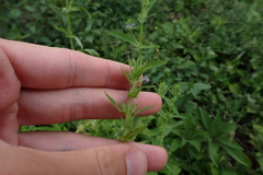 Stemodia verticillata