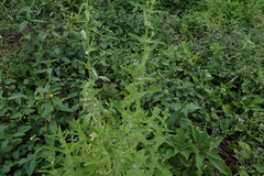 Stemodia verticillata