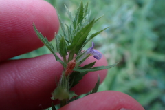 Stemodia verticillata