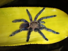 Pachistopelma rufonigrum