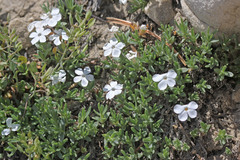 Phlox multiflora depressa
