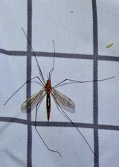 Nephrotoma ferruginea