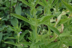 Stemodia verticillata