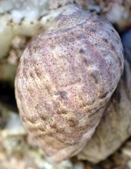 Littorina