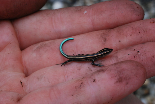 Emoia caeruleocauda observed 2008-06-21