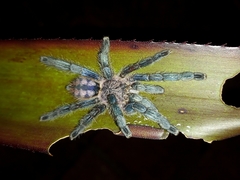 Pachistopelma rufonigrum