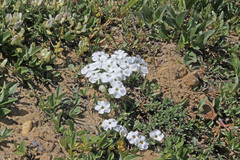 Phlox multiflora depressa