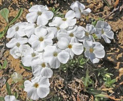 Phlox multiflora depressa
