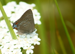Satyrium edwardsii