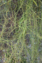 Cassytha filiformis