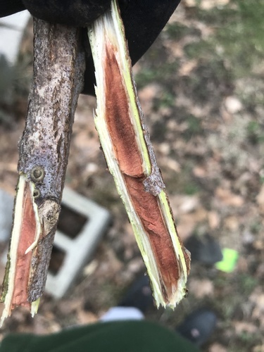 Gymnocladus dioicus