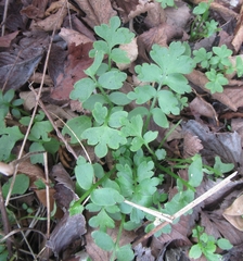 Nemophila phacelioides