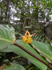 Ischnosiphon obliquus